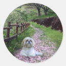 Search for shih tzu stickers Puppy