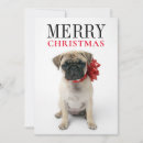 Search for pugs cards Cute pets