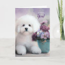 Search for bichon frise cards Dogs