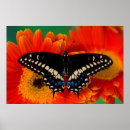 Search for orange daisy art Close up