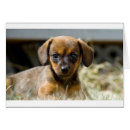 Search for daschund puppy postcards Dog