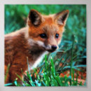 Search for habitat Wildlife