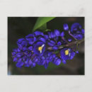 Search for gingers photography Floral