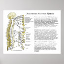 Search for nervous system posters Nerves