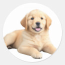 Search for golden retriever puppy stickers Canine