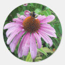 Search for echinacea stickers Floral