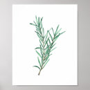 Search for rosemary herb posters Watercolor