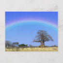 Search for african tree postcards Adansonia digitata