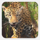 Search for jaguar stickers Feline