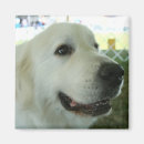 Search for great pyrenees Canine