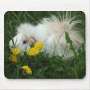 Search for guinea pig mousepads Rodent