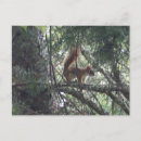 Search for red squirrel postcards Nature