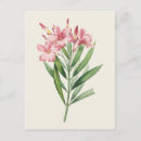 Search for oleanders postcards Vintage