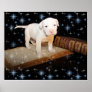 Search for dog pound Puppy