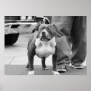 Search for staffy art Staffie