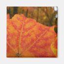 Search for red maple magnets Leaf