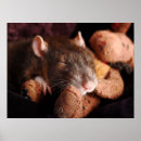 Search for rat posters Animals