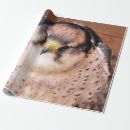 Search for falcon wrapping paper Wildlife