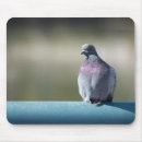 Search for pigeon mousepads Wildlife