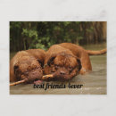 Search for dog photos postcards Doggy