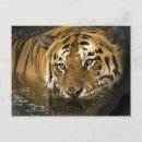Search for tiger eyes postcards Jungle