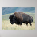 Search for bison posters Animal
