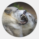 Search for wolf photo stickers Colour image