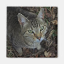 Search for stray magnets Cat