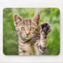 Search for cat paw mousepads Kitten