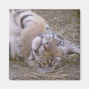 Search for tiger magnets Cub