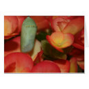 Search for chrysalis Insect