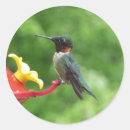 Search for ruby throated stickers Wildlife