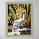 Search for pelican posters Animal