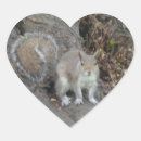 Search for gray squirrel stickers Grey