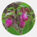 Search for slipper stickers Photography