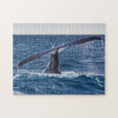 Search for whale puzzles Humpback