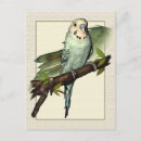 Search for budgie postcards Budgerigar