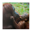 Search for babies tiles Asia