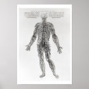 Search for nervous system chart posters Medical