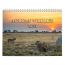 Search for african calendars Lions