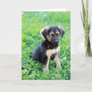 Search for german shepherd puppy cards Pet