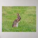 Search for shy posters Mammal