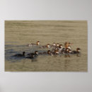 Search for merganser posters Ducks