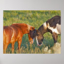 Search for chuck haney posters Wildlife
