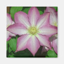 Search for clematis magnets Vine