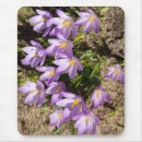 Search for crocuses electronics Photography