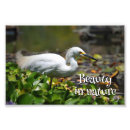 Search for white heron Nature