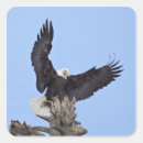 Search for eagles wings stickers Bird of prey