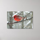 Search for cardinal canvas prints Animal