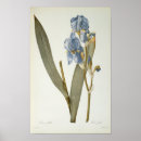 Search for redoute art Illustration